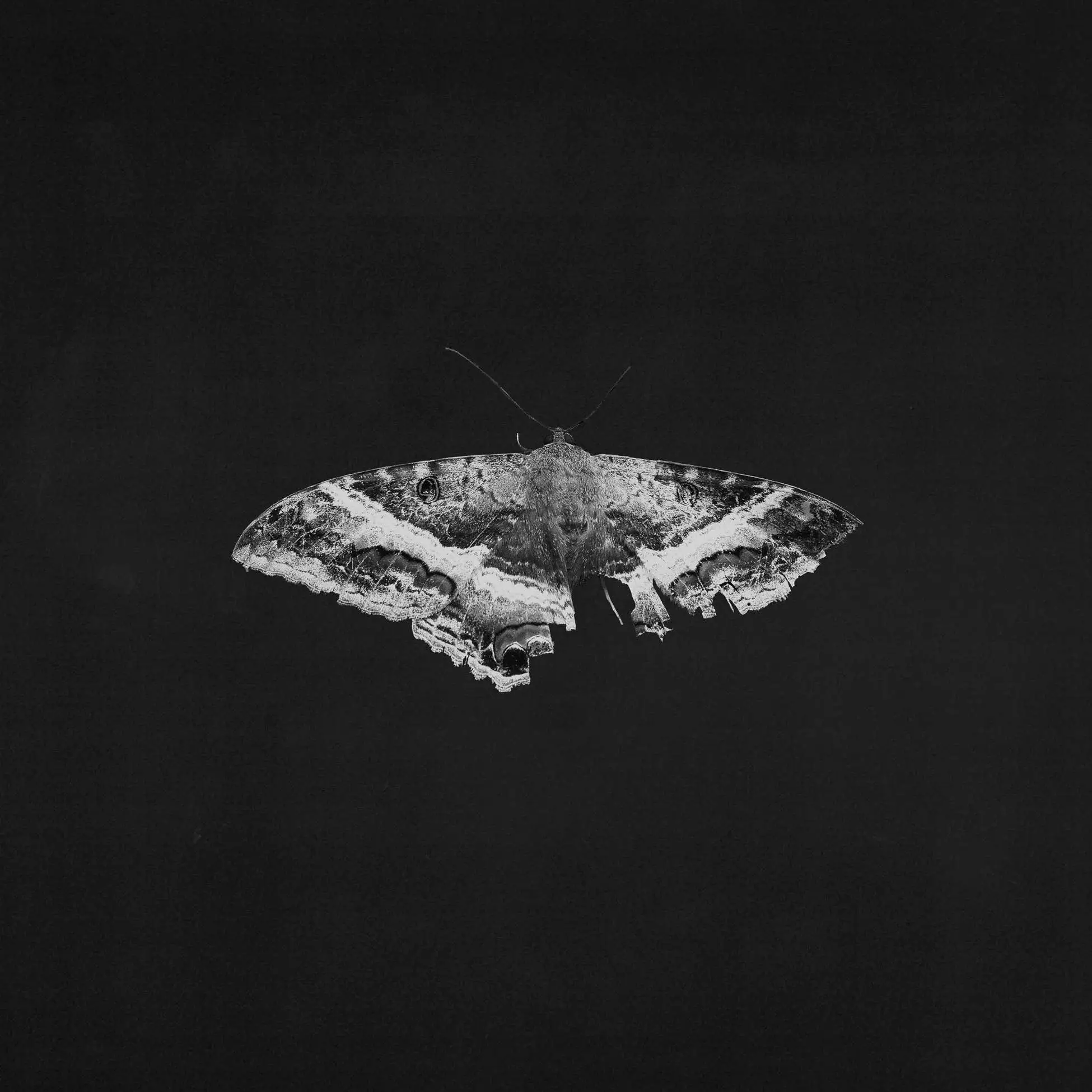 KENDRICK LAMAR - To Pimp A Butterfly (metallic blends) KENDRICK LAMAR - To Pimp A Butterfly (metallic blends)